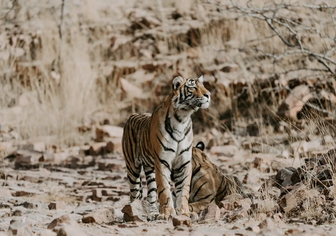 Tiger in the wild at Ranthambore National Park, India Tiger in the wild at Ranthambore National Park, India