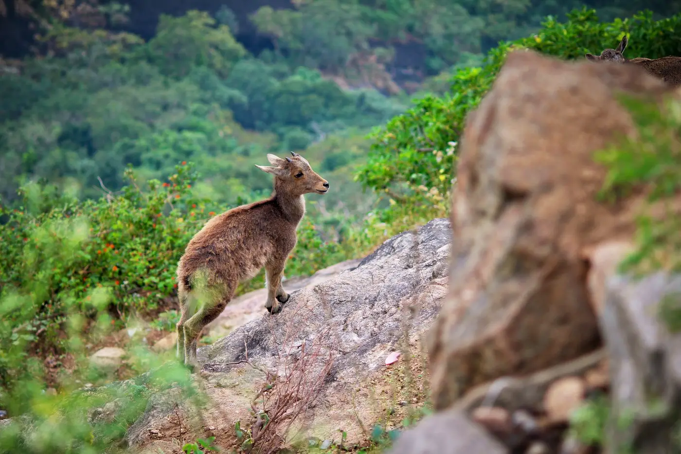 Nilgiri Tahr Nilgiri Tahr