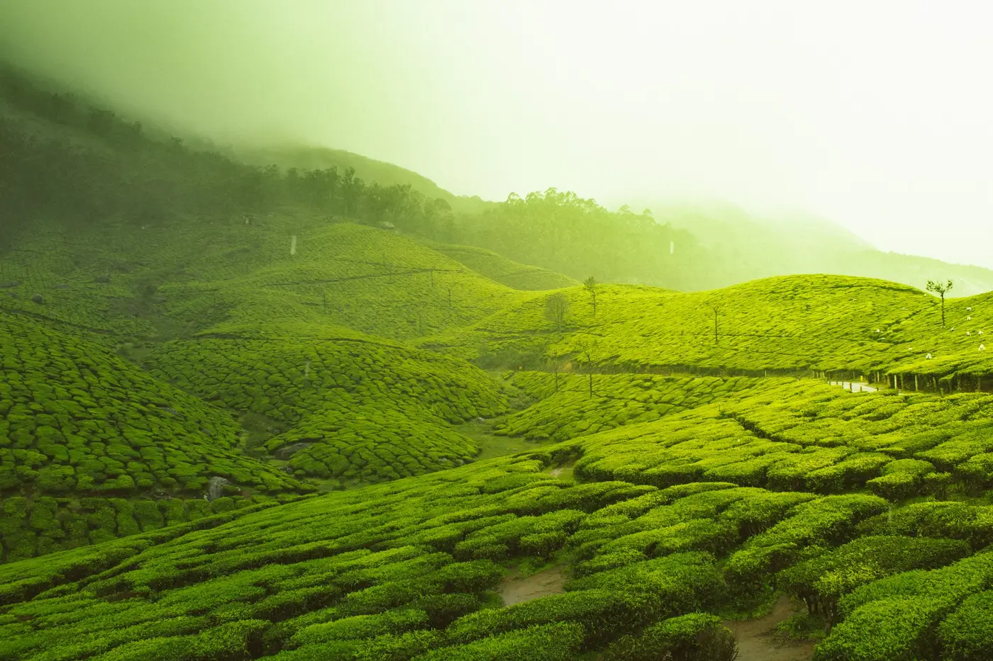Tea Gardens, Munnar, Kerala, India Tea Gardens, Munnar, Kerala, India