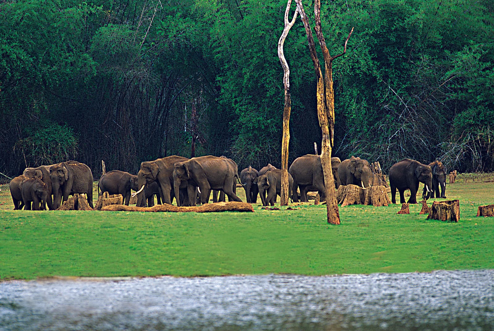 Eravikulam National Park Eravikulam National Park
